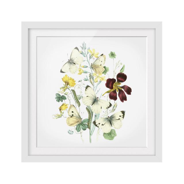 British Butterflies II - Picture Frame Painting August Grove Frame Option: White Framed, Size: 50cm H x 50cm W x 2cm D on Productcaster.