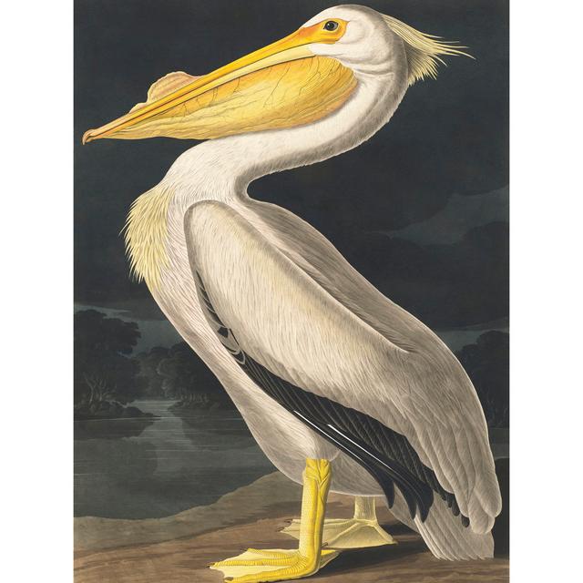 Audubon Style Vintage Detailed Pelican Bird - Print Wee Blue Coo Size: 40.5cm H x 30.5cm W x 0.2cm D, Format: Unframed on Productcaster.