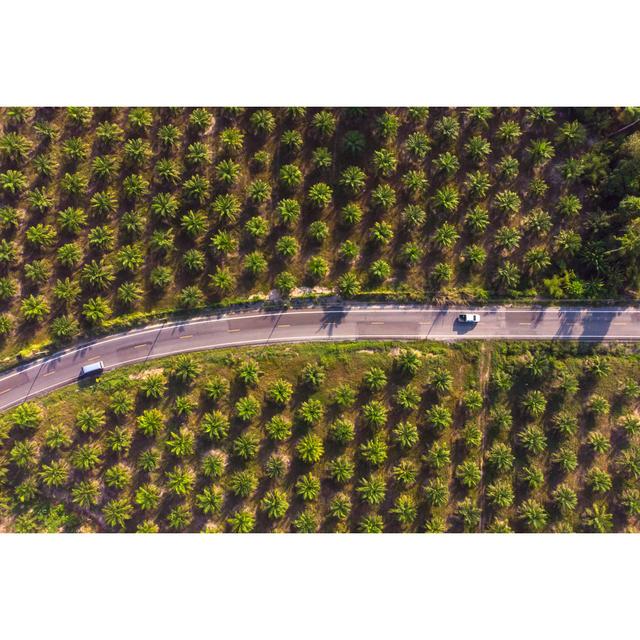 Leianah Palm Tree Plantation - Wrapped Canvas Photograph 17 Stories Size: 51cm H x 76cm W x 3.8cm D on Productcaster.