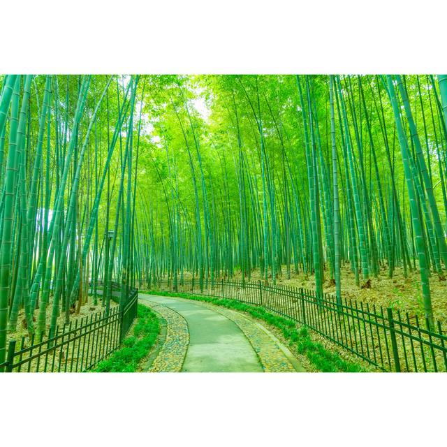 Bamboo - Wrapped Canvas Print 17 Stories Size: 61cm H x 91cm W on Productcaster.