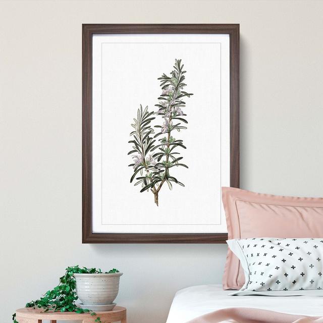 Rosemary Illustration - Picture Frame Graphic Art Print East Urban Home Size: 50cm H x 35cm W x 2cm D, Frame Option: Walnut on Productcaster.