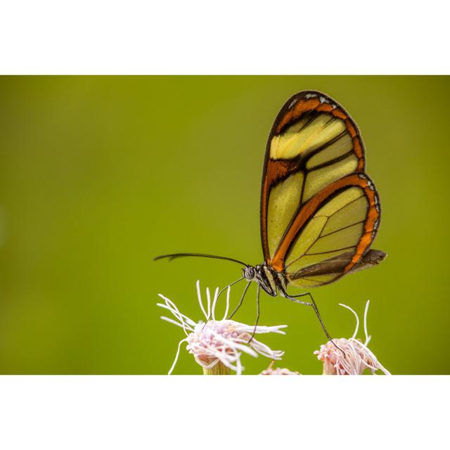 Ryburn Butterfly On Flower by TacioPhilip - Wrapped Canvas Print 17 Stories Size: 51cm H x 76cm W x 3.8cm D on Productcaster.