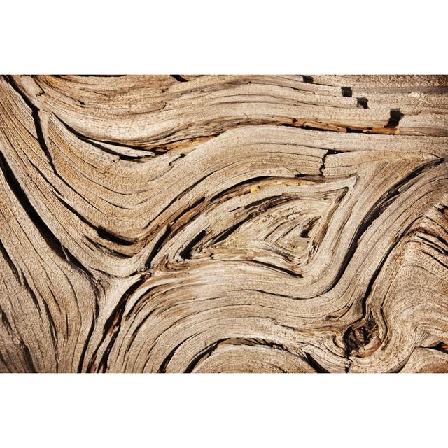 Juniper Tree Wood by ChuckSchugPhotography - Wrapped Canvas Art Prints Metro Lane Size: 20cm H x 30cm W x 3.8cm D on Productcaster.