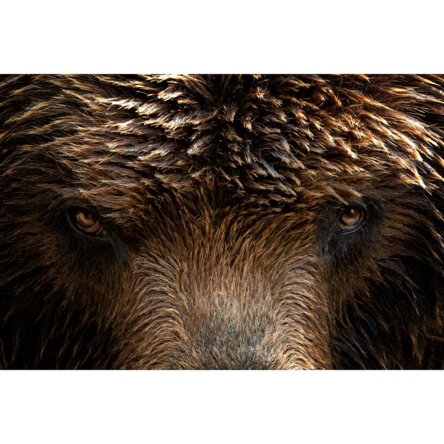 Kamchatka Brown Bear (Ursus Arctos Beringianus), Close-up Detail Portrait. Brown Fur Coat, Danger And Aggresive Animal. Fixed Look, Animal Muzzle With on Productcaster.