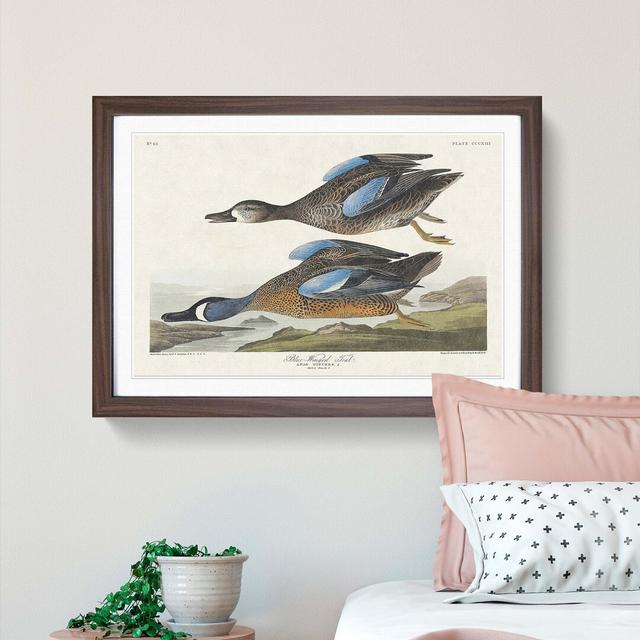 Blue-Winged Teal Ducks by John Audubon - Picture Frame Painting East Urban Home Size: 35cm H x 50cm W x 2cm D, Format: Walnut on Productcaster.