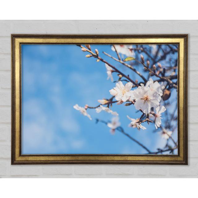 White Blossom Flowers Off A Branch - Single Picture Frame Art Prints Ebern Designs Size: 21cm H x 29.7cm W x 1.5cm D on Productcaster.