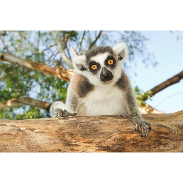 Savageville Ring-Tailed Lemur by Praisaeng - Wrapped Canvas Photograph Latitude Run Size: 51cm H x 76cm W x 3.8cm D on Productcaster.