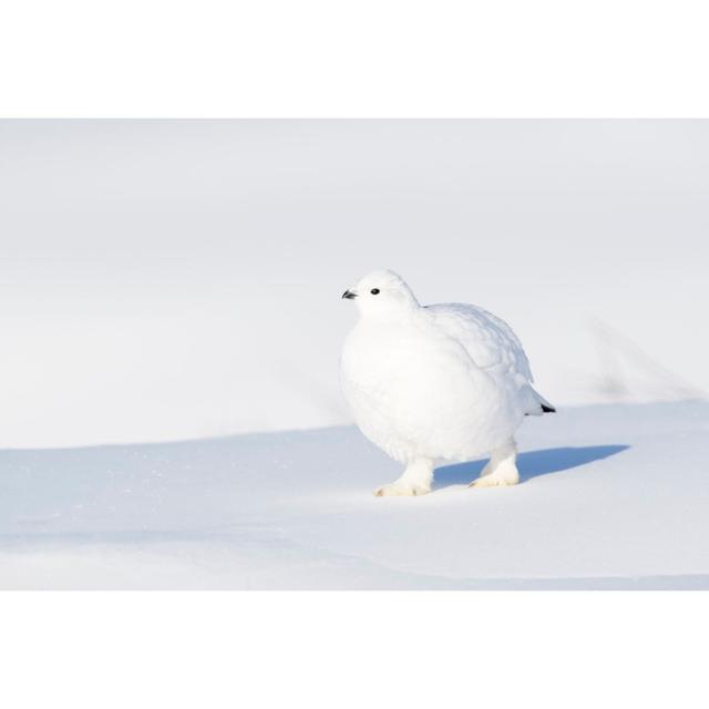 Willow Ptarmigan (Lagopus Lagopus) by AndreAnita - Wrapped Canvas Print Latitude Run Size: 61cm H x 91cm W on Productcaster.