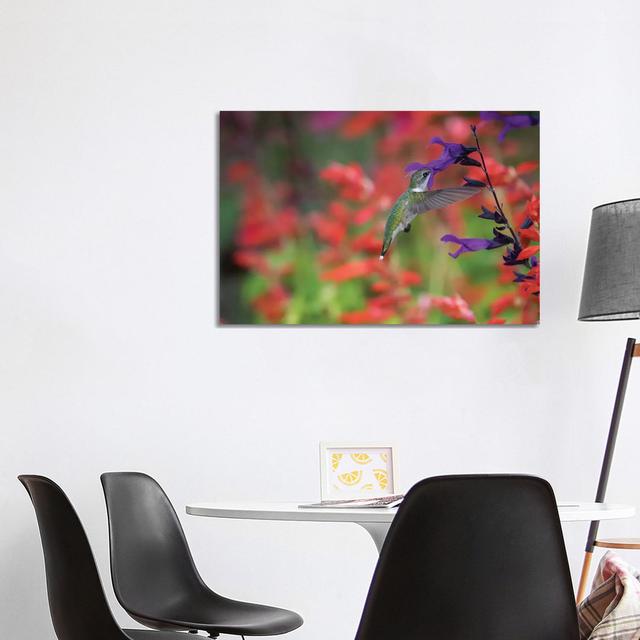 Ruby-throated Hummingbird On Purple Majesty Salvia. Marion County, Illinois. by Richard & Susan Day - No Frame Gallery-Wrapped Canvas Giclée on Canvas on Productcaster.