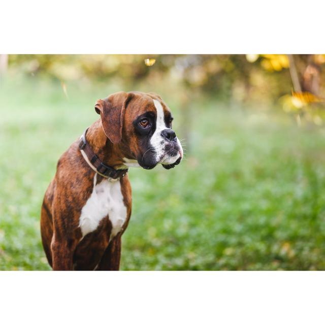 Portrait Of Boxer Puppy Sitting On Grass In The Park - Wrapped Canvas Print Ebern Designs Size: 81cm H x 122cm W x 3.8cm D on Productcaster.