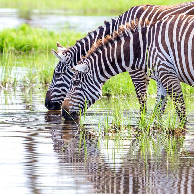 Zebras Are Drinking Water von 1001slide - Leinwand Kunstdrucke Sansibar Home Größe: 20 cm H x 20 cm B on Productcaster.