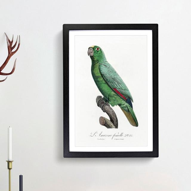 Yellow-Fronted Amazon Parrot by F. Levaillant - Picture Frame Graphic Art Print East Urban Home Size: 65cm H x 48cm W x 2cm D, Frame Option: Black Fra on Productcaster.