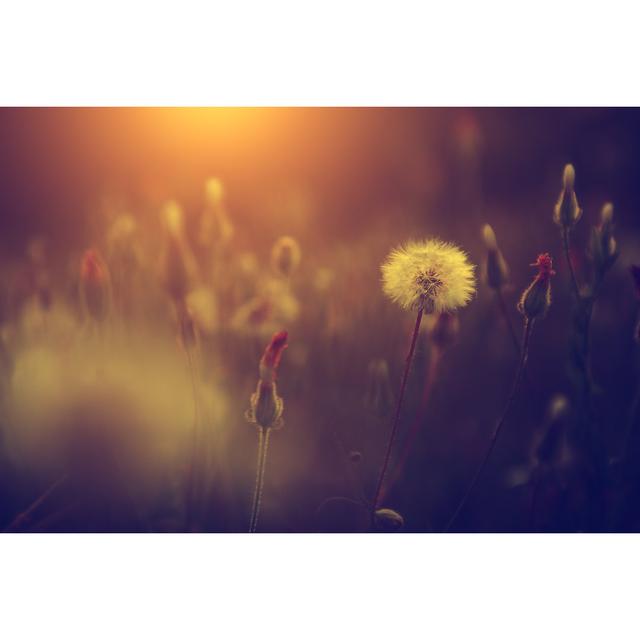 Vintage Photo Of Dandelion 17 Stories Size: 20cm H x 30cm W on Productcaster.