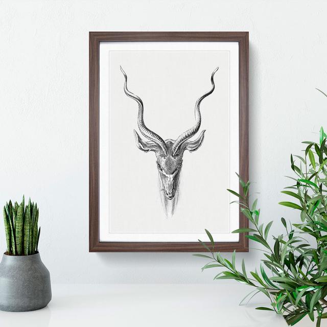 Vintage Antelope Vol.1 by Ernst Haeckel - Picture Frame Drawing East Urban Home Size: 65cm H x 48cm W x 2cm D, Frame Option: Walnut on Productcaster.