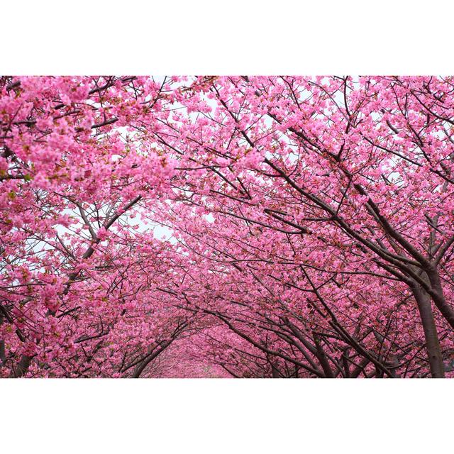 Lynnley Cuyama Sakura Arch - Wrapped Canvas Print Ebern Designs Size: 61cm H x 91cm W x 3.8cm D on Productcaster.