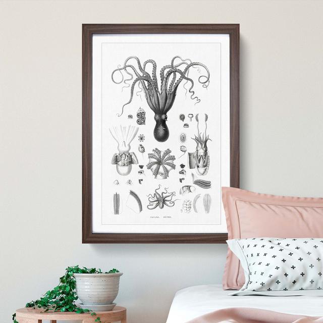 Octopus Illustrations by E.F. Jomard - Picture Frame Drawing Print on MDF East Urban Home Frame Option: Walnut Framed, Size: 48cm H x 36cm W x 2cm D on Productcaster.