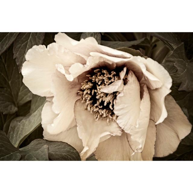 Golden Era Peony III by Rachel Perry - Wrapped Canvas Photograph Ebern Designs Size: 81cm H x 122cm W on Productcaster.