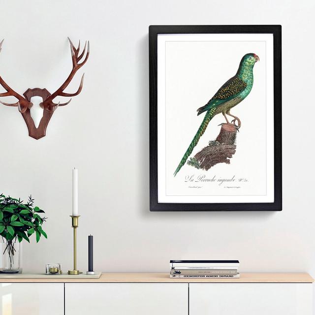 Ingambe Parakeet by F. Levaillant - Picture Frame Painting Print East Urban Home Frame Option: Black Framed, Size: 48cm H x 36cm W x 2cm D on Productcaster.