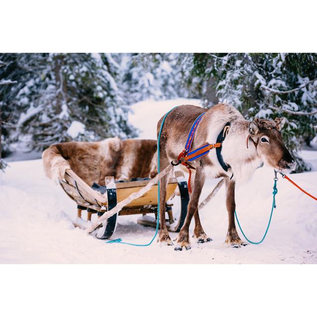 Reindeer in a Winter Forest by Wmaster890 - Wrapped Canvas Photograph Alpen Home Size: 81cm H x 122cm W on Productcaster.