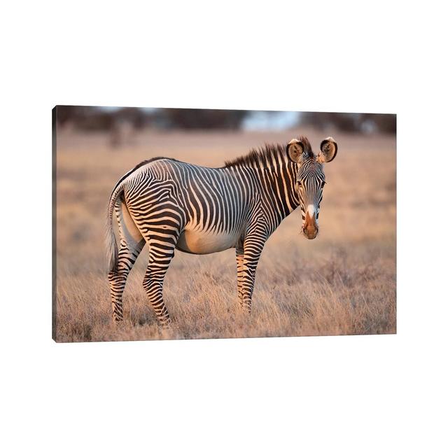 Grevy Zebra by Mogens Trolle - Wrapped Canvas Print World Menagerie Size: 66.04cm H x 101.6cm W x 1.91cm D on Productcaster.