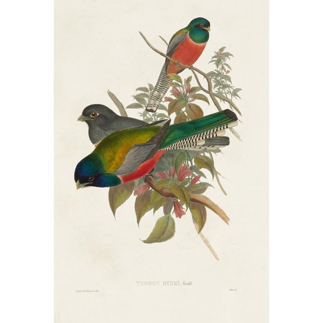 Elegant Trogons VII by John Gould - Wrapped Canvas Painting August Grove Size: 76cm H x 51cm W on Productcaster.