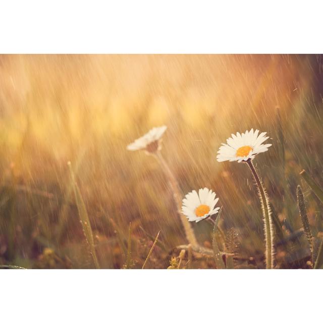 Daisy Flower Rain On Spring Meadow August Grove Size: 81cm H x 122cm W x 3.8cm D on Productcaster.