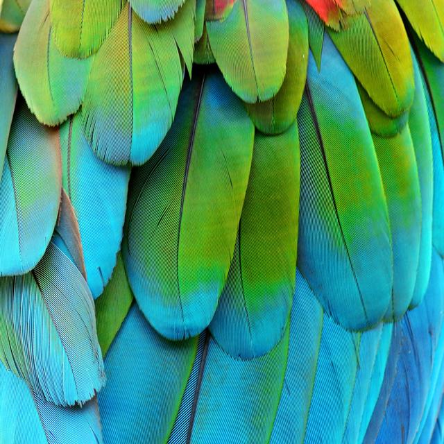 Greenwinged Macaw by Boonchuay_Promjiam - Wrapped Canvas Photograph Latitude Run Size: 30cm H x 30cm W on Productcaster.