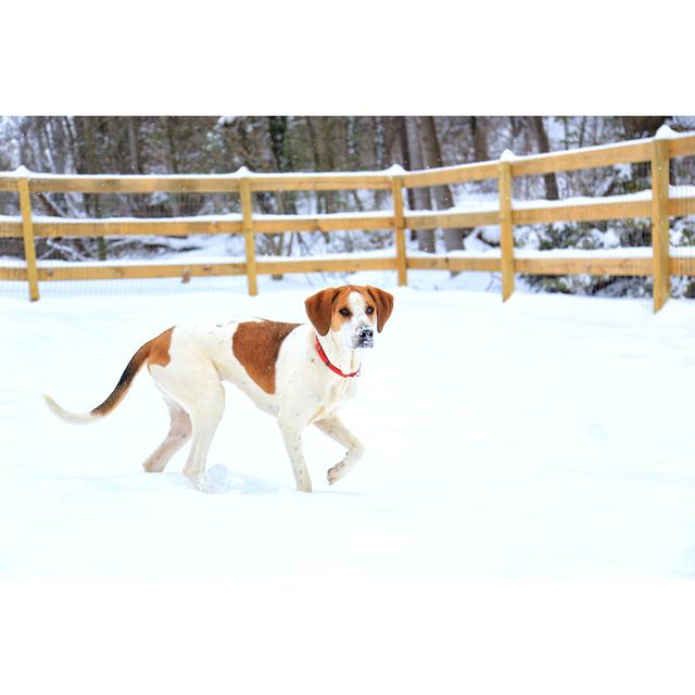 American Foxhound by Pro16Productions - Wrapped Canvas Photograph Marlow Home Co. Size: 81cm H x 122cm W on Productcaster.