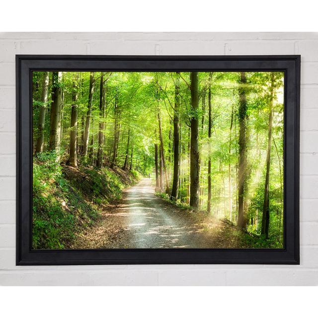 Green Forest Walkway Trail Framed Print Union Rustic Size: 59.7cm H x 84.1cm W x 1.5cm D on Productcaster.