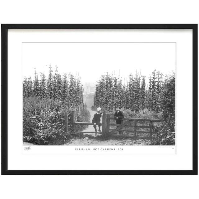 'Farnham, Hop Gardens 1904' by Francis Frith - Picture Frame Photograph Print on Paper The Francis Frith Collection Size: 28cm H x 36cm W x 2.3cm D on Productcaster.