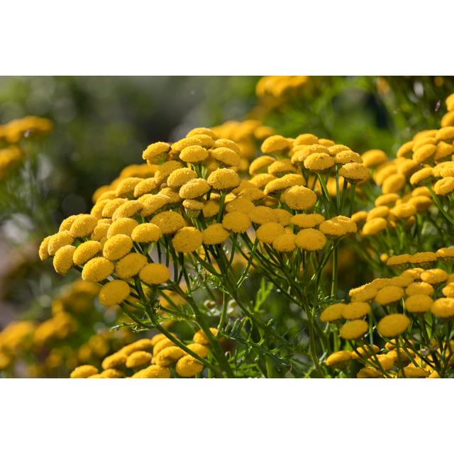 Tansy (Tanacetum Vulgare) by AYImages - Photographic Print 17 Stories Size: 81cm H x 122cm W on Productcaster.