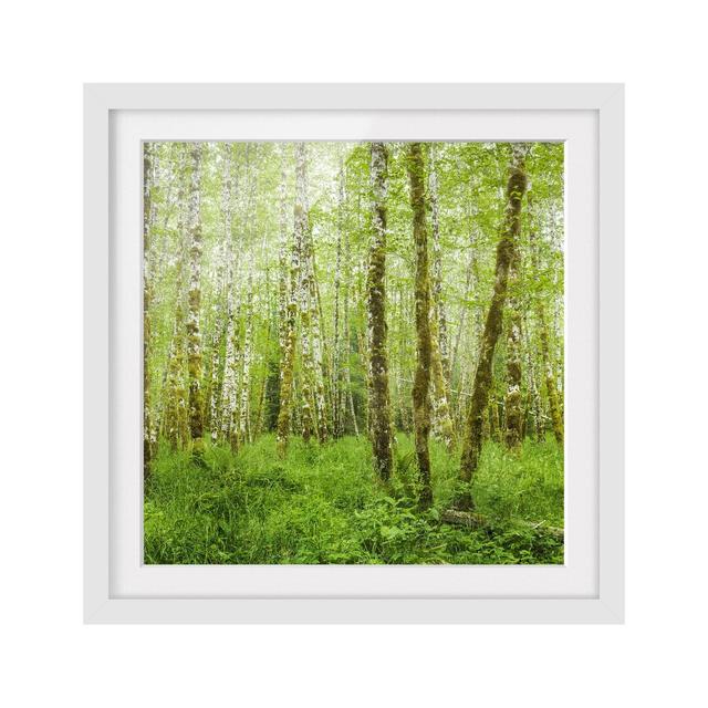 Hoh Rainforest Olympic National Park - Picture Frame Photograph Print on Paper East Urban Home Frame Option: White, Size: 70cm H x 70cm W on Productcaster.