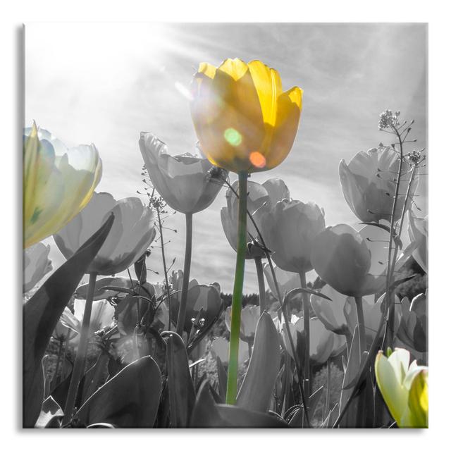 Beautiful Tulip Meadow - Unframed Photograph on Glass Brayden Studio Size: 80cm H x 80cm W x 0.4cm D on Productcaster.