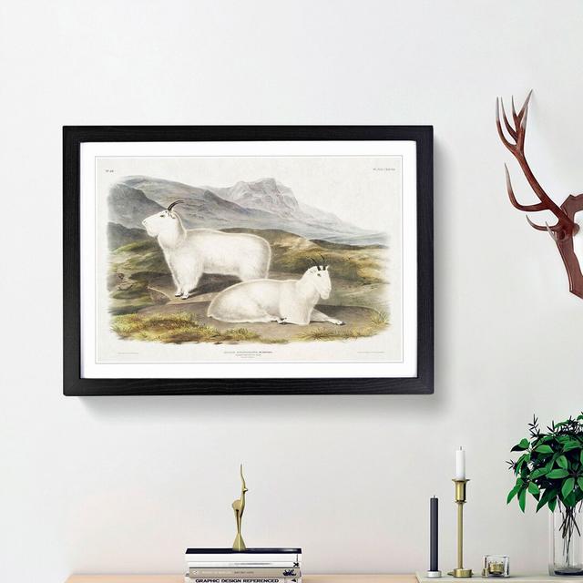 Rocky Mountain Goats by J.W. Audubon - Picture Frame Painting Print East Urban Home Frame Option: Black Framed, Size: 48cm H x 65cm W x 2cm D on Productcaster.