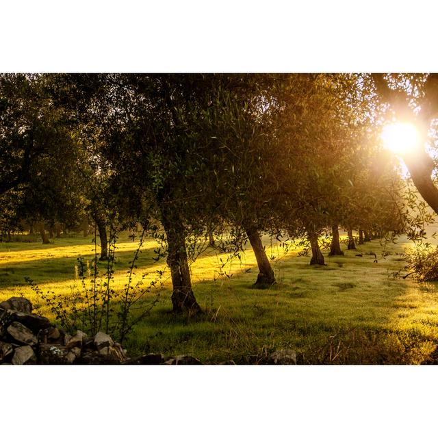 Olive Trees At Dawn by Vololibero - Wrapped Canvas Print Ebern Designs Size: 81cm H x 122cm W on Productcaster.