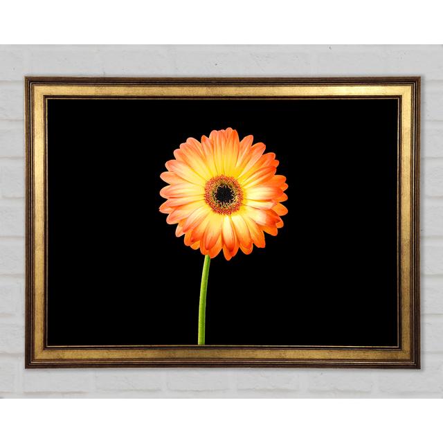 Orange Gerbera On Black - Single Picture Frame Art Prints Brayden Studio Size: 42cm H x 59.7cm W x 1.5cm D on Productcaster.