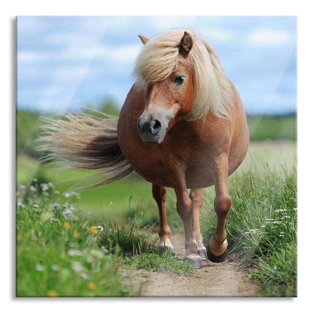 Shetland Pony In A Meadow - No Frame Print on Glass August Grove Size: 80cm H x 80cm W x 0.4cm D on Productcaster.