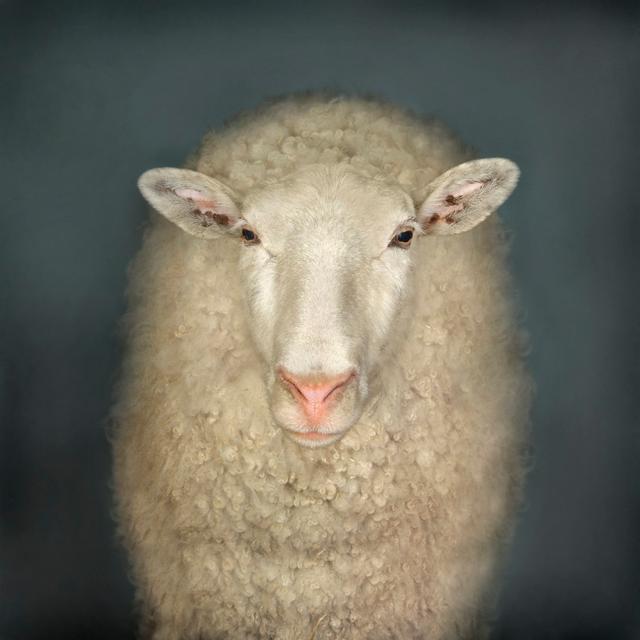 Portrait Of A Sheep - Wrapped Canvas Print Latitude Run Size: 76cm H x 76cm W on Productcaster.