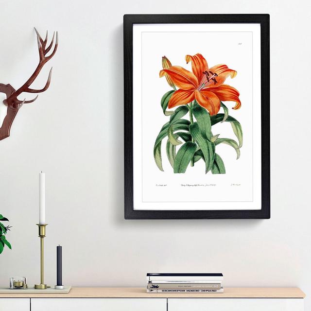 Orange Lily Flowers - Picture Frame Painting Print East Urban Home Frame Option: Black Framed, Size: 48cm H x 36cm W x 2cm D on Productcaster.