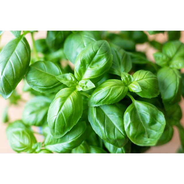 Fresh Basil by Deepblue4you - No Frame Art Prints on Canvas 17 Stories Size: 30cm H x 46cm W on Productcaster.