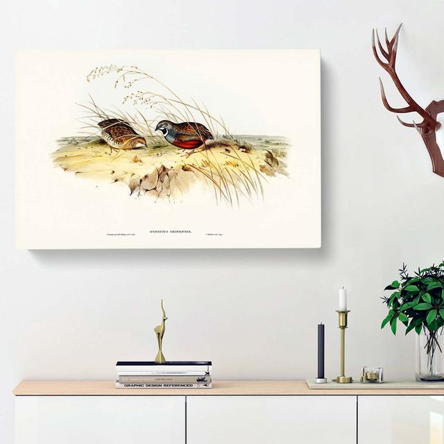 Chinese Quail by Elizabeth Gould - Wrapped Canvas Painting Print East Urban Home Size: 35cm H x 50cm W x 3cm D on Productcaster.