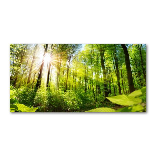 Wald in der Sonne - Kunstdrucke auf Leinwand - Wrapped Canvas Alpen Home on Productcaster.