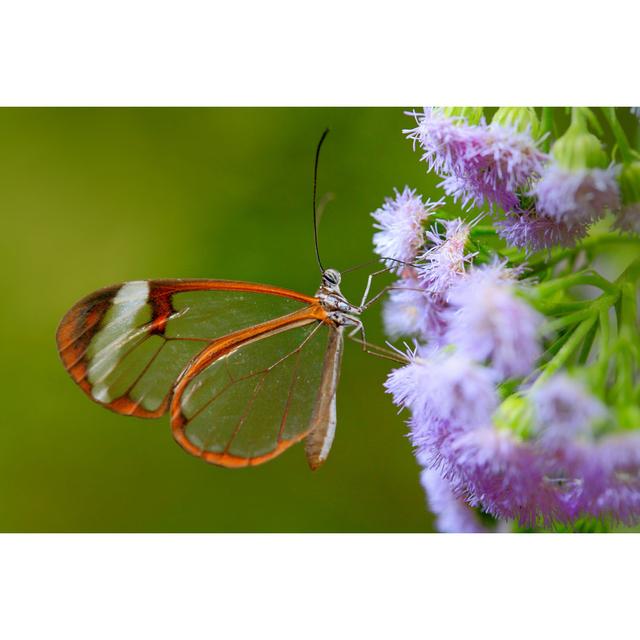 Wyola Glass Wing Butterfly - Print Marlow Home Co. Size: 20cm H x 30cm W x 3.8cm D on Productcaster.