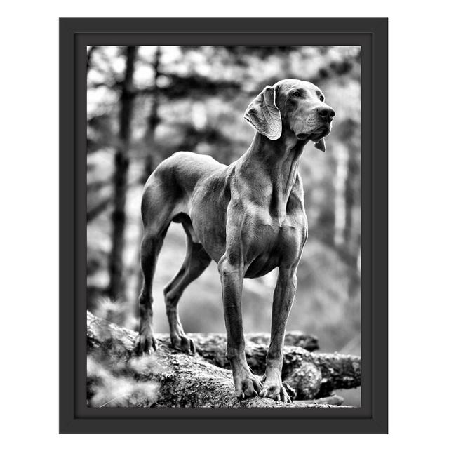 Gerahmtes Wandbild Edler WeimaranerWald East Urban Home Größe: 38 cm H x 30 cm B on Productcaster.