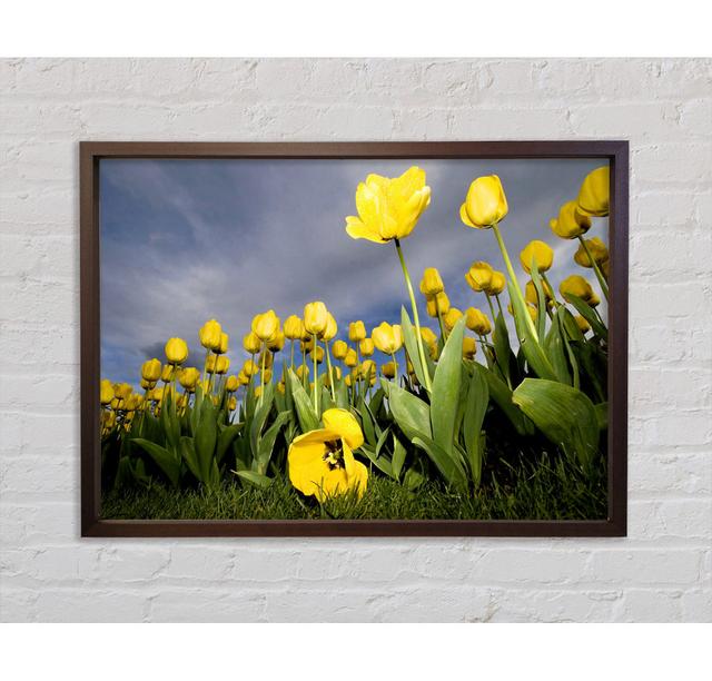 Daisy Storms - Single Picture Frame Art Prints on Canvas Bright Star Size: 59.7cm H x 84.1cm W x 3.3cm D on Productcaster.