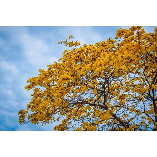 Yellow Ipã£Âa - Wrapped Canvas Print 17 Stories Size: 61cm H x 91cm W on Productcaster.