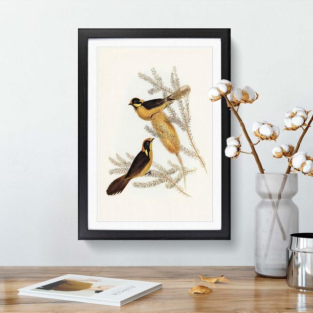 Helmeted Honeyeater by Elizabeth Gould - Picture Frame Painting Print East Urban Home Frame Option: Black Framed, Size: 48cm H x 36cm W x 2cm D on Productcaster.