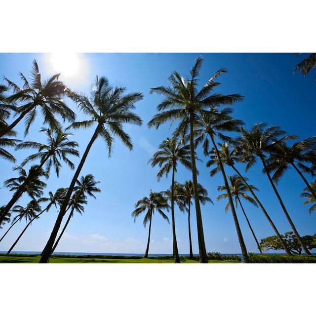 Giant Coconut Palm Trees by Akurtz - No Frame Art Prints on Canvas 17 Stories Size: 30cm H x 46cm W on Productcaster.