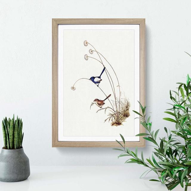 White-Winged Wren by Elizabeth Gould - Picture Frame Painting Print East Urban Home Frame Option: Oak Framed, Size: 65cm H x 48cm W x 2cm D on Productcaster.