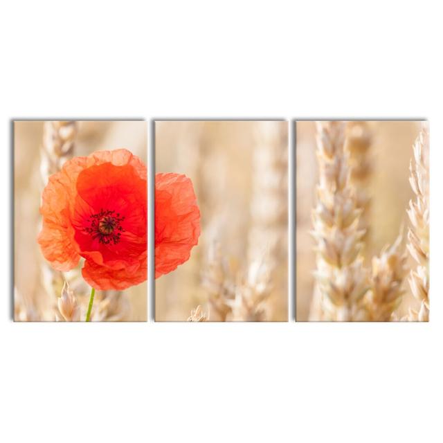 Poppy in a Corn Field - 3 Piece Wrapped Canvas Photograph Print East Urban Home Size: 120cm H x 240cm W on Productcaster.